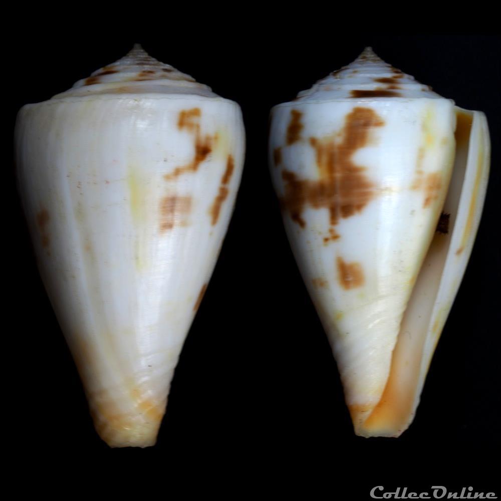 Kioconus (Kioconus) lenavati (da Motta & Röckel, 1982) coquillage fossile gastropodum kioconus kioconus lenavati da motta rockel 1982