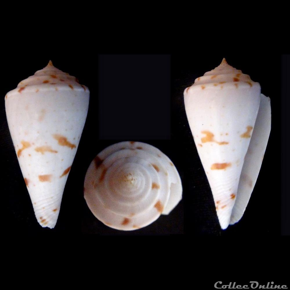 Endemoconus ione (Fulton, 1938) coquillage fossile gastropodum endemoconus ione fulton 1938