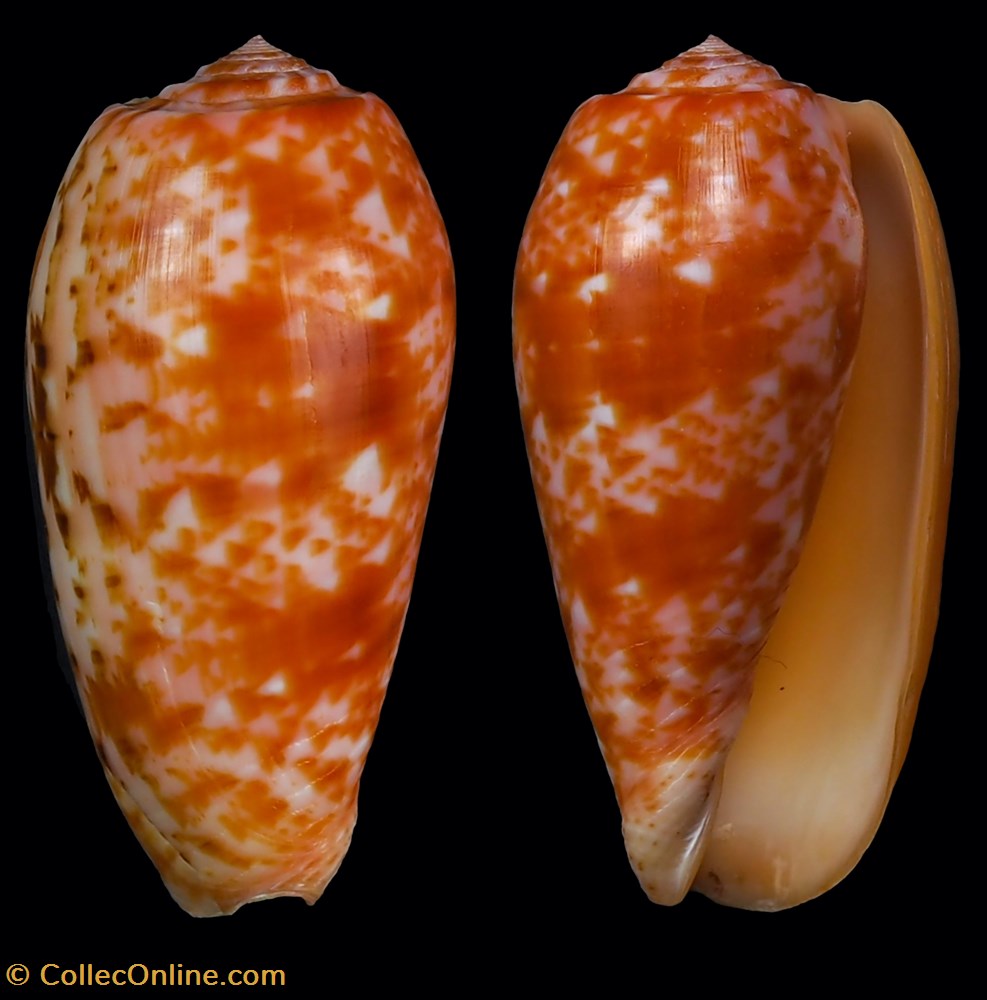 Textilia bullata (Linnaeus, 1758) Coll #4651 coquillage fossile gastropodum textilia bullata linnaeus 1758 coll 4651
