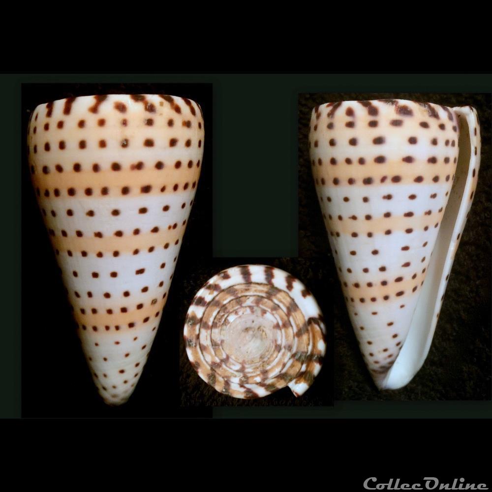 Elisaconus litteratus (Linnaeus, 1758) coquillage fossile gastropodum elisaconus litteratus linnaeus 1758