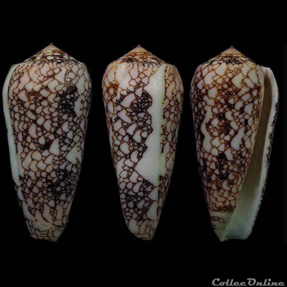 Darioconus omaria f. convolutus (Hwass in Bruguière, 1792) coquillage fossile gastropodum darioconus omaria f convolutus hwass in bruguiere 1792