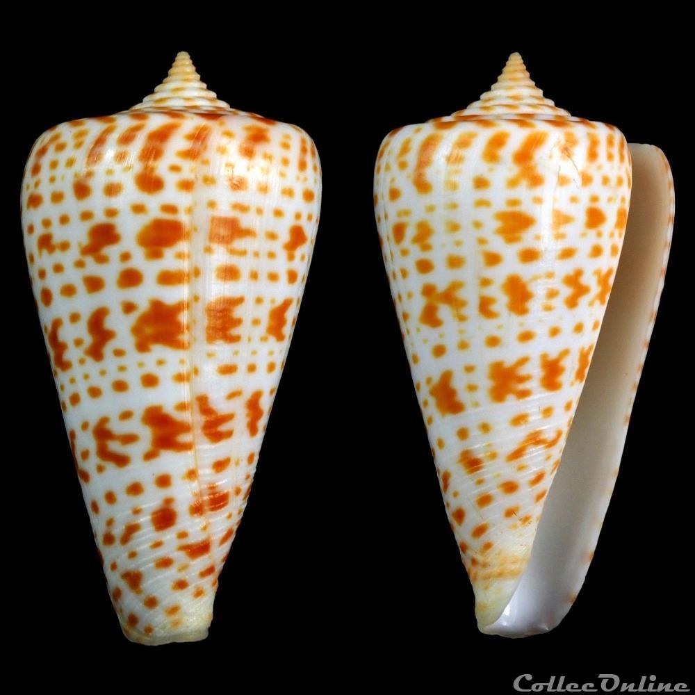 coquillage fossile gastropodum lindaconus sp