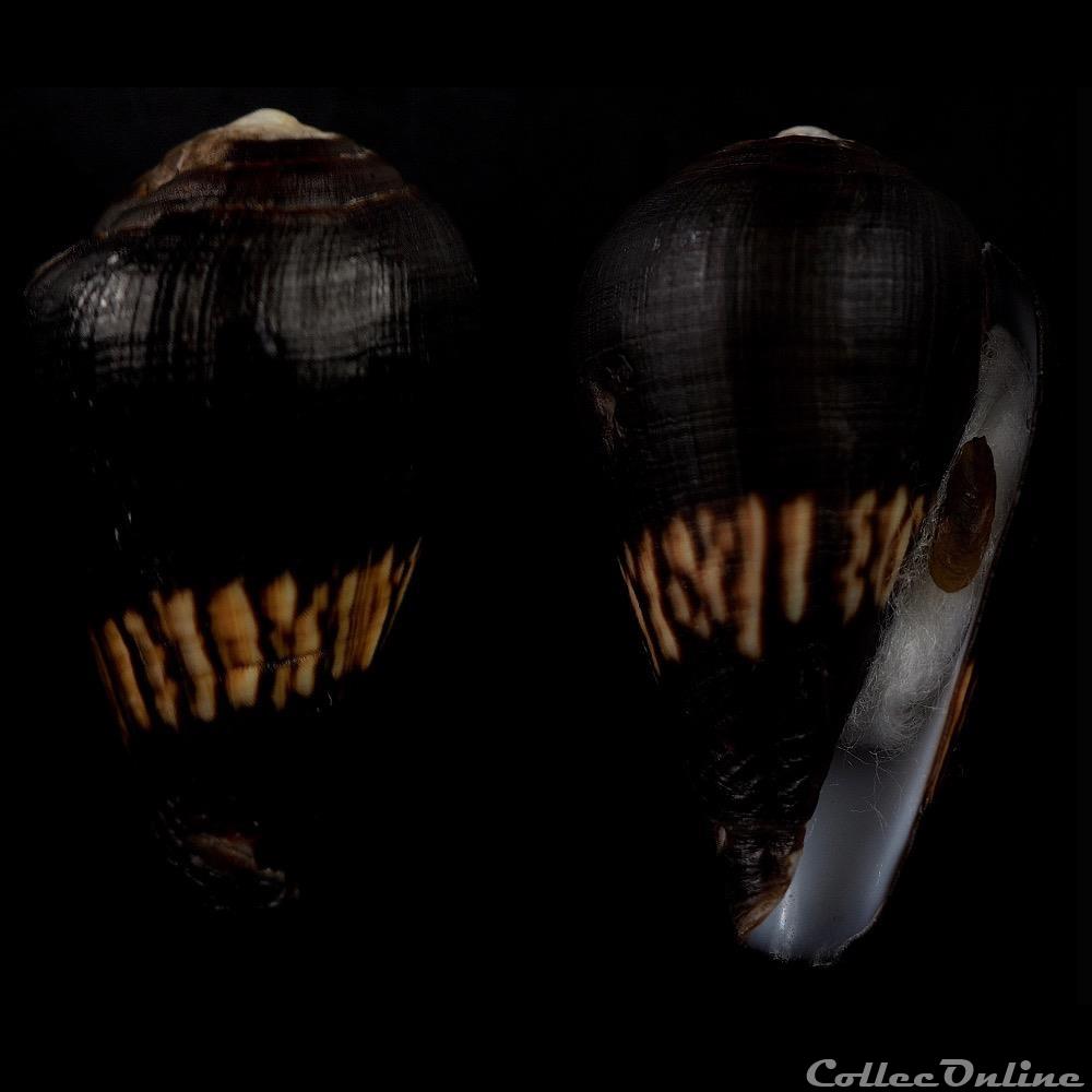 Lautoconus (Varioconus) gabrielae (Rolán & Röckel, 2000) coquillage fossile gastropodum lautoconus varioconus gabrielae rolan rockel 2000