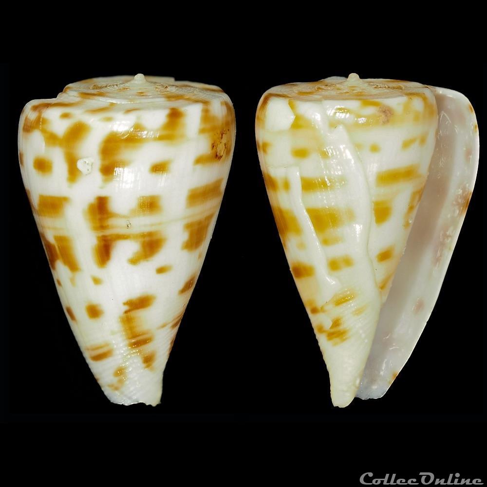 Plicaustraconus advertex (Garrard, 1961) coquillage fossile gastropodum plicaustraconus advertex garrard 1961