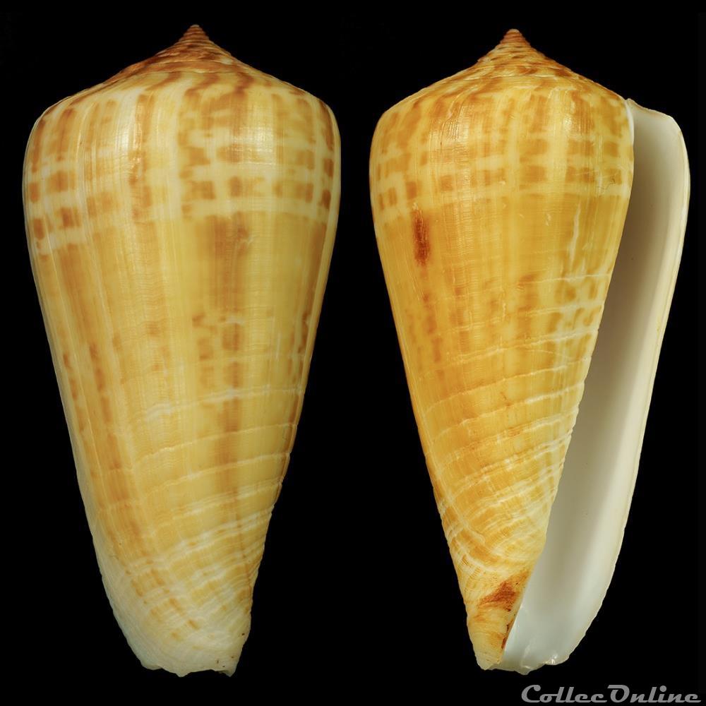 Phasmoconus (Phasmoconus) maculospirus (Pilsbry & Johnson, 1922) coquillage fossile gastropodum phasmoconus phasmoconus maculospirus pilsbry johnson 1922