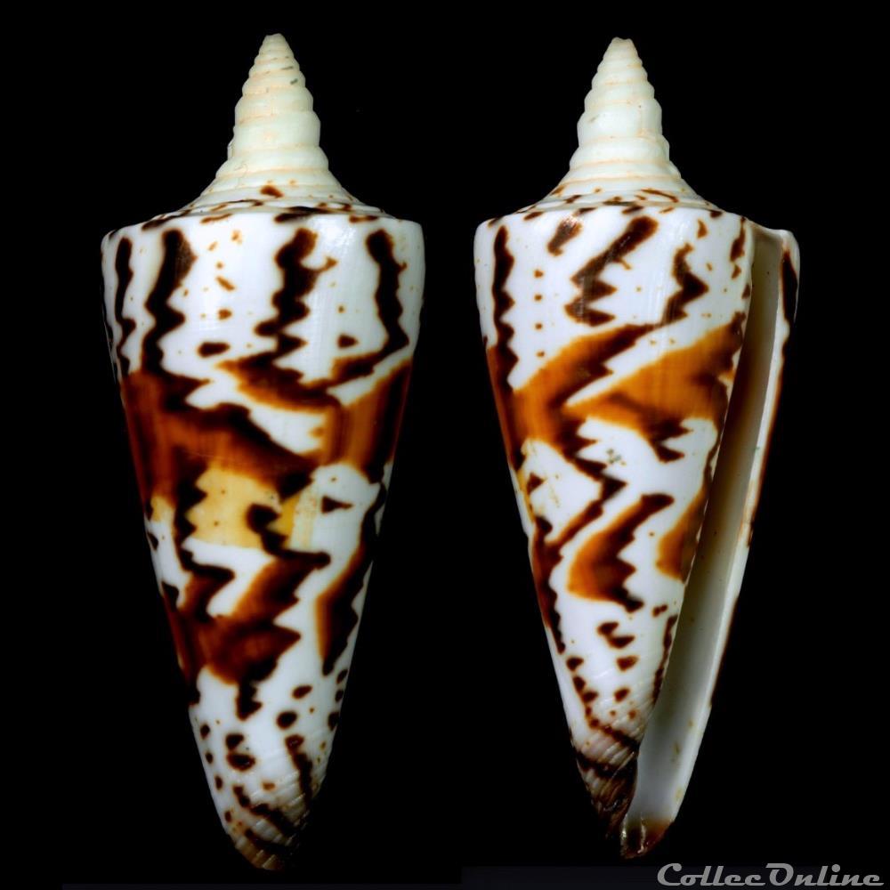 Strategoconus (Strategoconus) generalis (Linnaeus, 1767) coquillage fossile gastropodum strategoconus strategoconus generalis linnaeus 1767