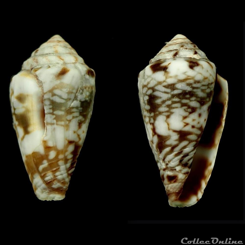 Lautoconus (Africonus) felitae (Rolán, 1990) coquillage fossile gastropodum lautoconus africonus felitae rolan 1990
