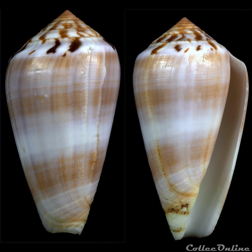Pionoconus fulmen f. kirai (Reeve, 1843) coquillage fossile gastropodum pionoconus fulmen f kirai reeve 1843