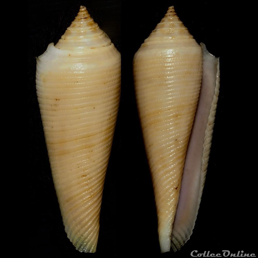 Fusiconus (Fusiconus) vimineus (Reeve, 1849) coquillage fossile gastropodum fusiconus fusiconus vimineus reeve 1849