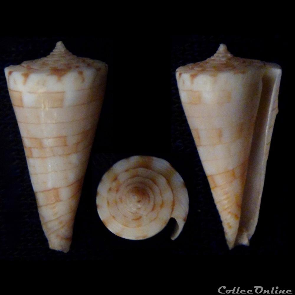 Boucheticonus kimioi (Habe, 1965) coquillage fossile gastropodum boucheticonus kimioi habe 1965