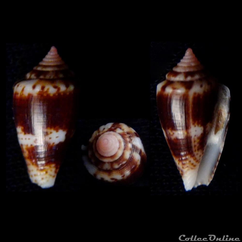 Kioconus ( Nitidoconus) boeticus (Reeve, 1844) coquillage fossile gastropodum kioconus nitidoconus boeticus reeve 1844