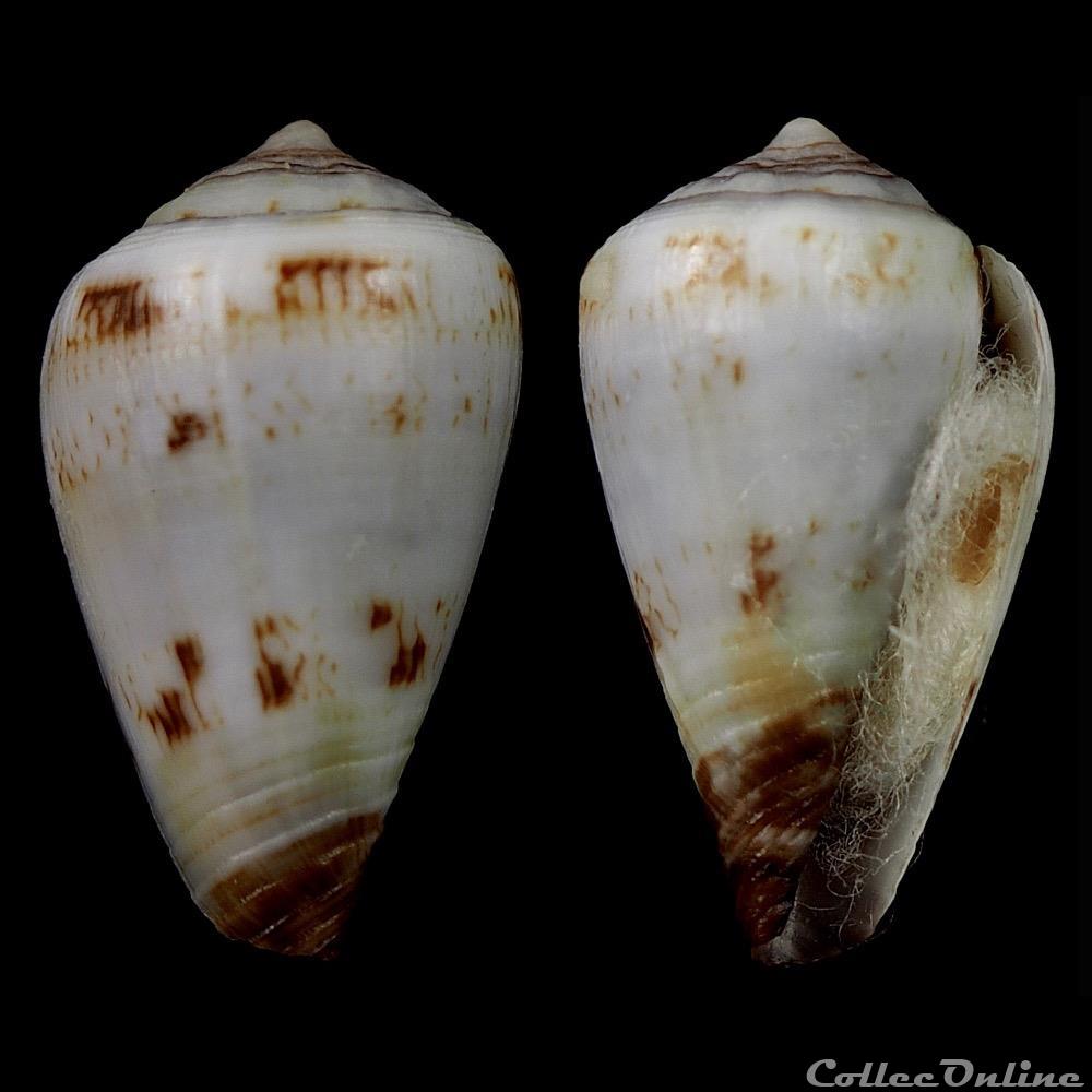 Lautoconus (Africonus) diminutus (Trova & Rolán, 1986) coquillage fossile gastropodum lautoconus africonus diminutus trova rolan 1986