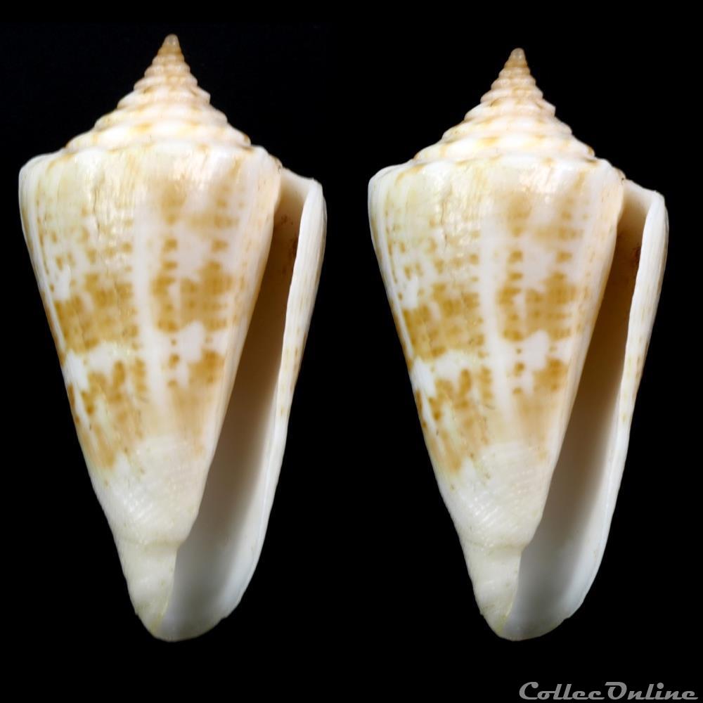 Dauciconus (Purpuriconus) ednae (Petuch, 2013) coquillage fossile gastropodum dauciconus purpuriconus ednae petuch 2013