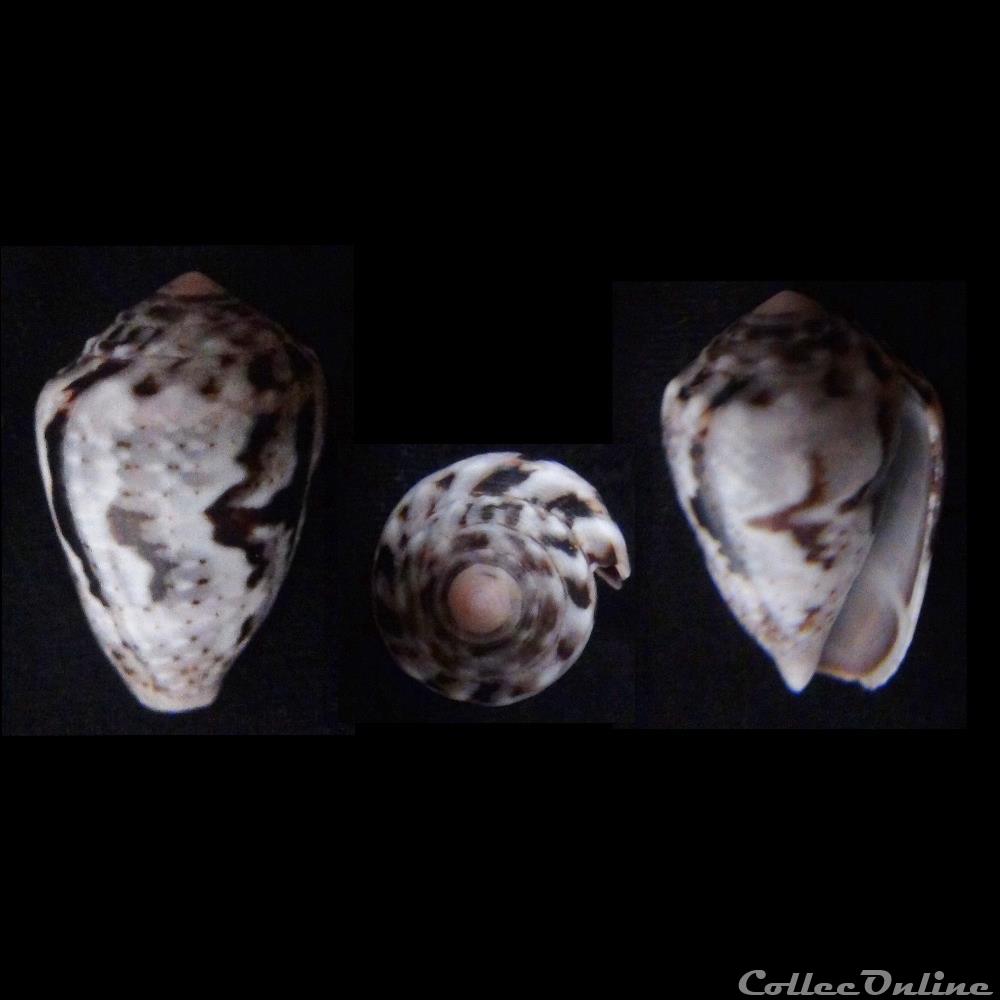 coquillage fossile gastropodum pionoconus catus hwass in bruguiere 1792