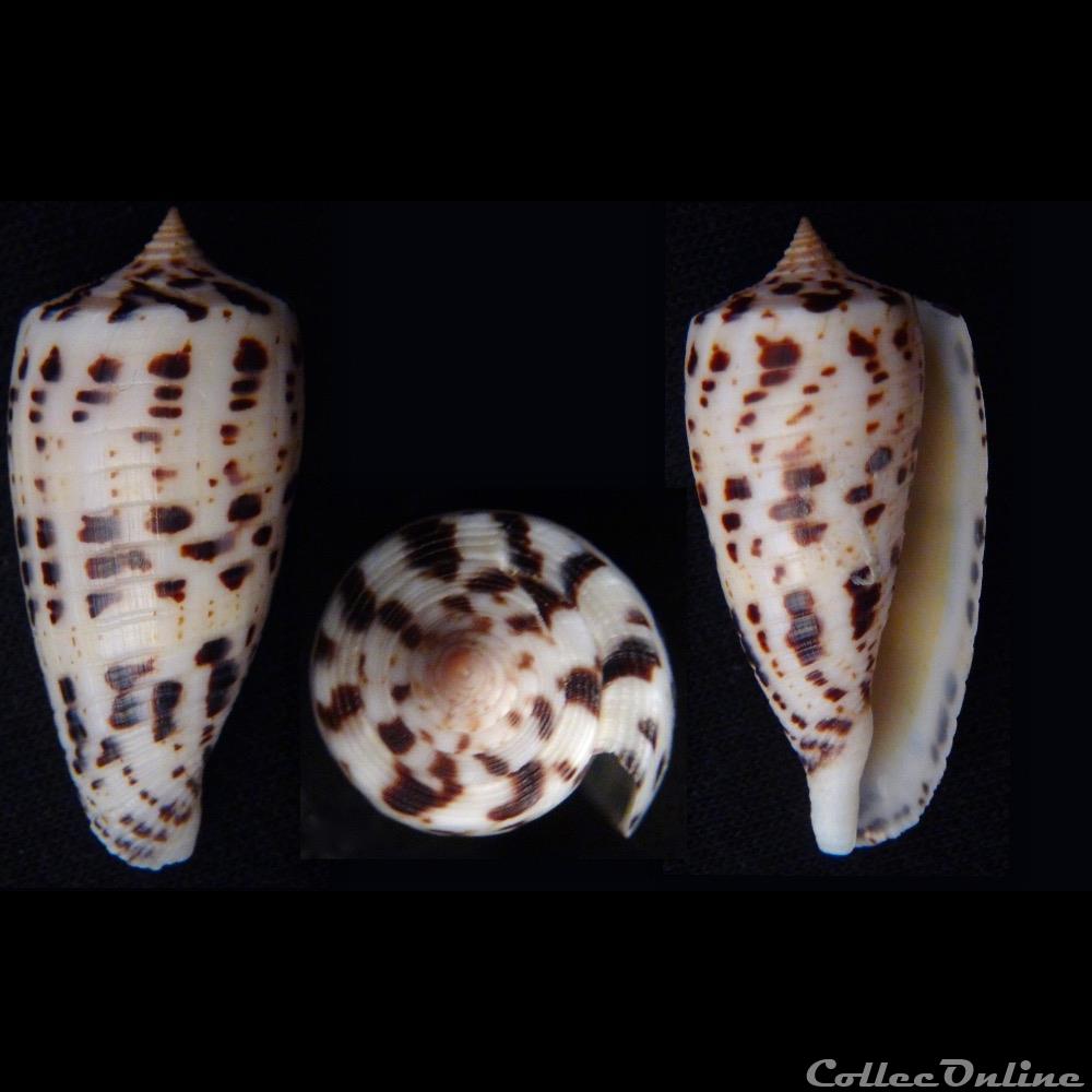 Phasmoconus (Phasmoconus) zapatosensis (Röckel, 1987) coquillage fossile gastropodum phasmoconus phasmoconus zapatosensis rockel 1987