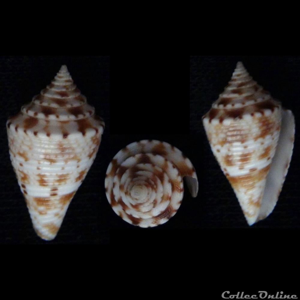 Conasprella memiae (Habe & Kosuge, 1970) coquillage fossile gastropodum conasprella memiae habe kosuge 1970