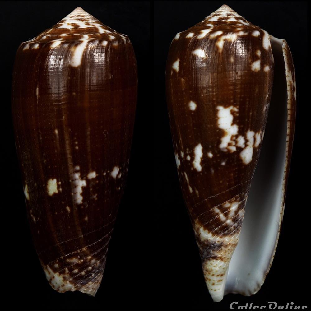coquillage fossile gastropodum pionoconus aff epistomium