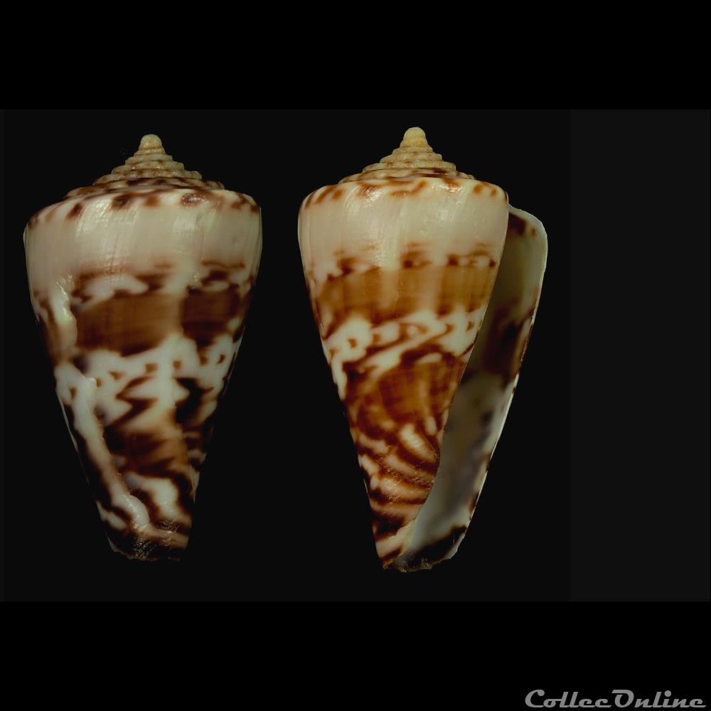 coquillage fossile gastropodum sciteconus pictus reeve 1843