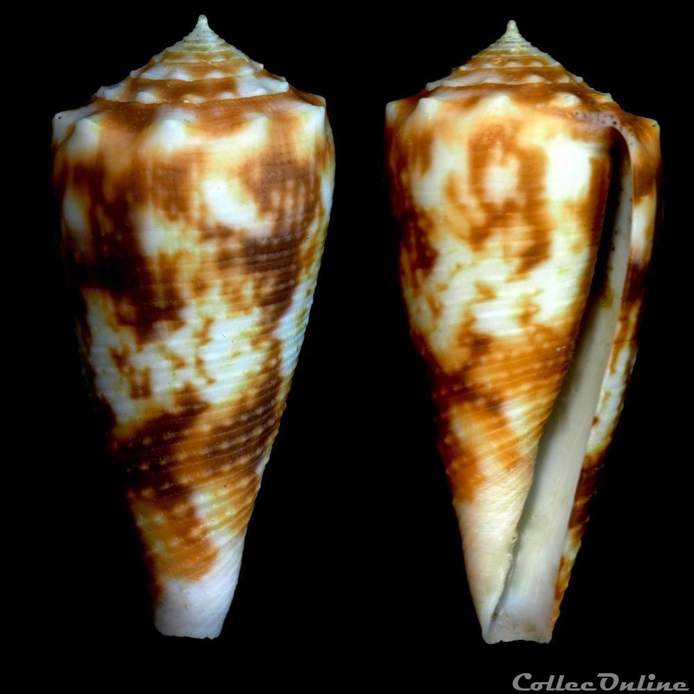 Phasmoconus (Fulgiconus) moluccensis (K ster, 1838) coquillage fossile gastropodum phasmoconus fulgiconus moluccensis k ster 1838