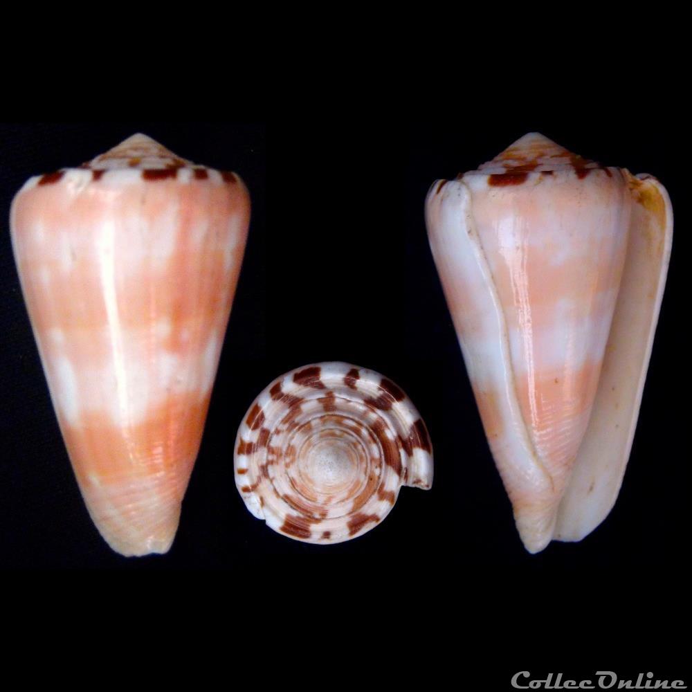 Pionoconus gauguini (Richard & Salvat, 1973) coquillage fossile gastropodum pionoconus gauguini richard salvat 1973