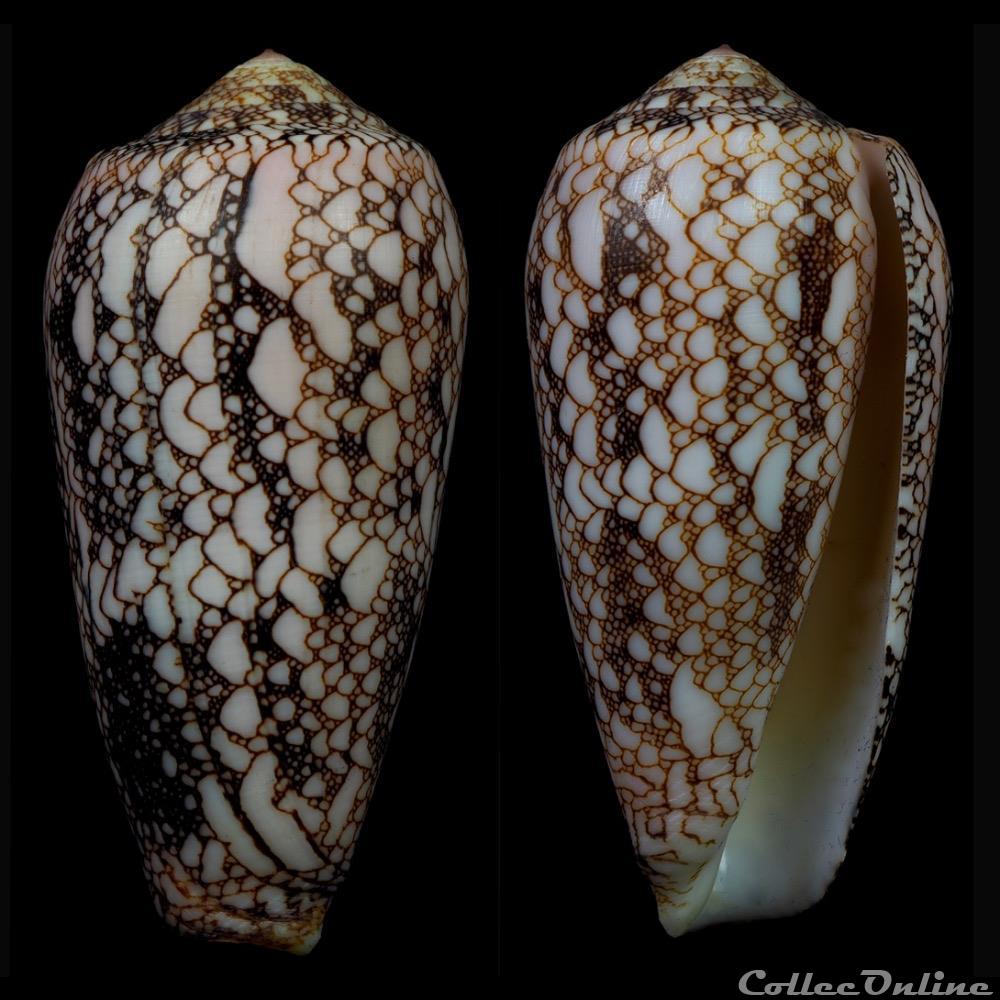 Darioconus omaria f. convolutus (Hwass in Bruguière, 1792) coquillage fossile gastropodum darioconus omaria f convolutus hwass in bruguiere 1792
