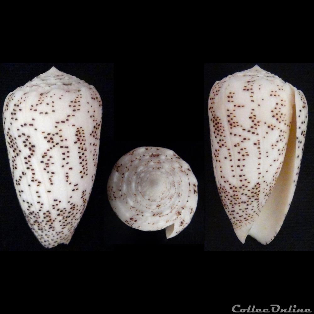 Puncticulis arenatus arenatus (Hwass in Bruguière, 1792) coquillage fossile gastropodum puncticulis arenatus arenatus hwass in bruguiere 1792