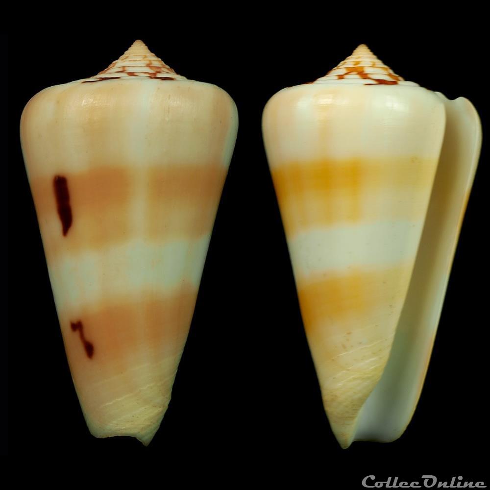 Pionoconus leehmani (Röckel & da Motta, 1979) coquillage fossile gastropodum pionoconus leehmani rockel da motta 1979