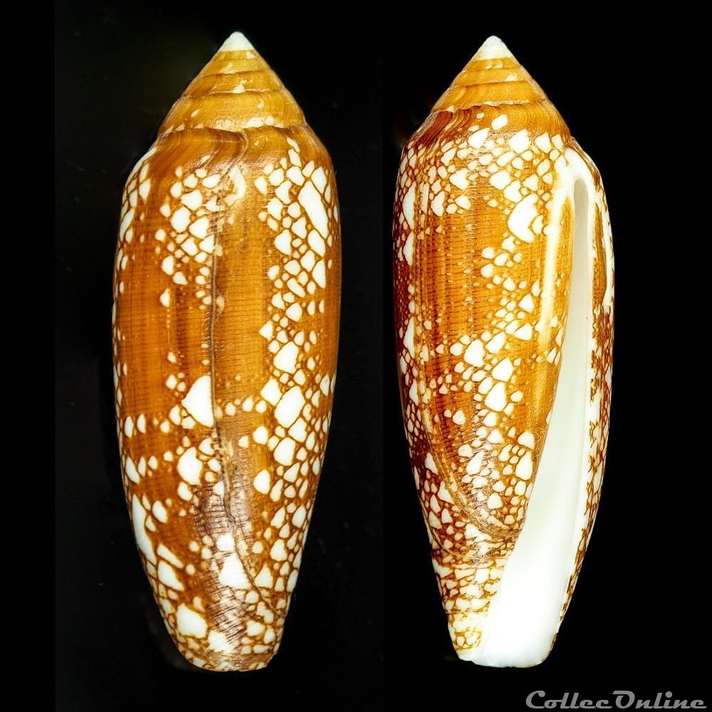 Darioconus gracianus (da Motta & Blocher, 1982) coquillage fossile gastropodum darioconus gracianus da motta blocher 1982