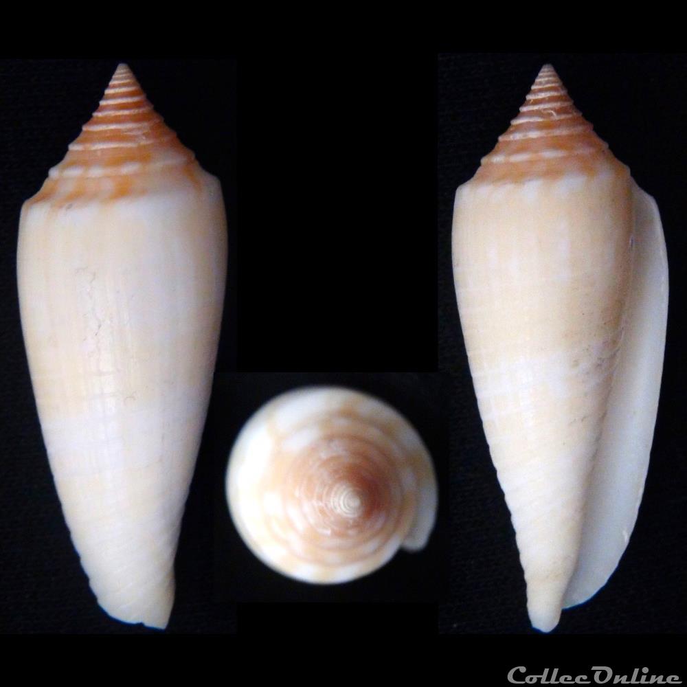 Phasmoconus (Phasmoconus) ochroleucus (Gmelin, 1791) coquillage fossile gastropodum phasmoconus phasmoconus ochroleucus gmelin 1791