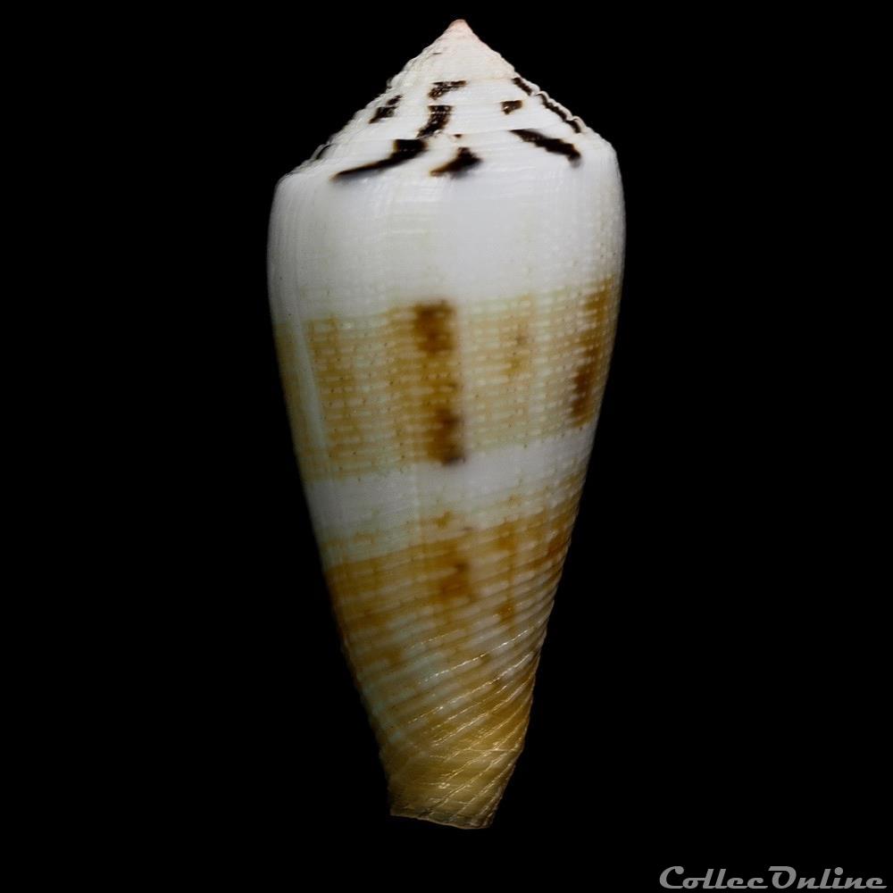 Pionoconus magus (Linnaeus, 1758) coquillage fossile gastropodum pionoconus magus linnaeus 1758