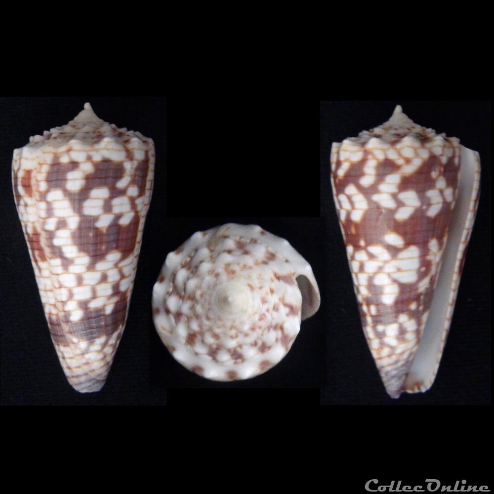 Rhombiconus zonatus (Hwass in Bruguière, 1792) coquillage fossile gastropodum rhombiconus zonatus hwass in bruguiere 1792
