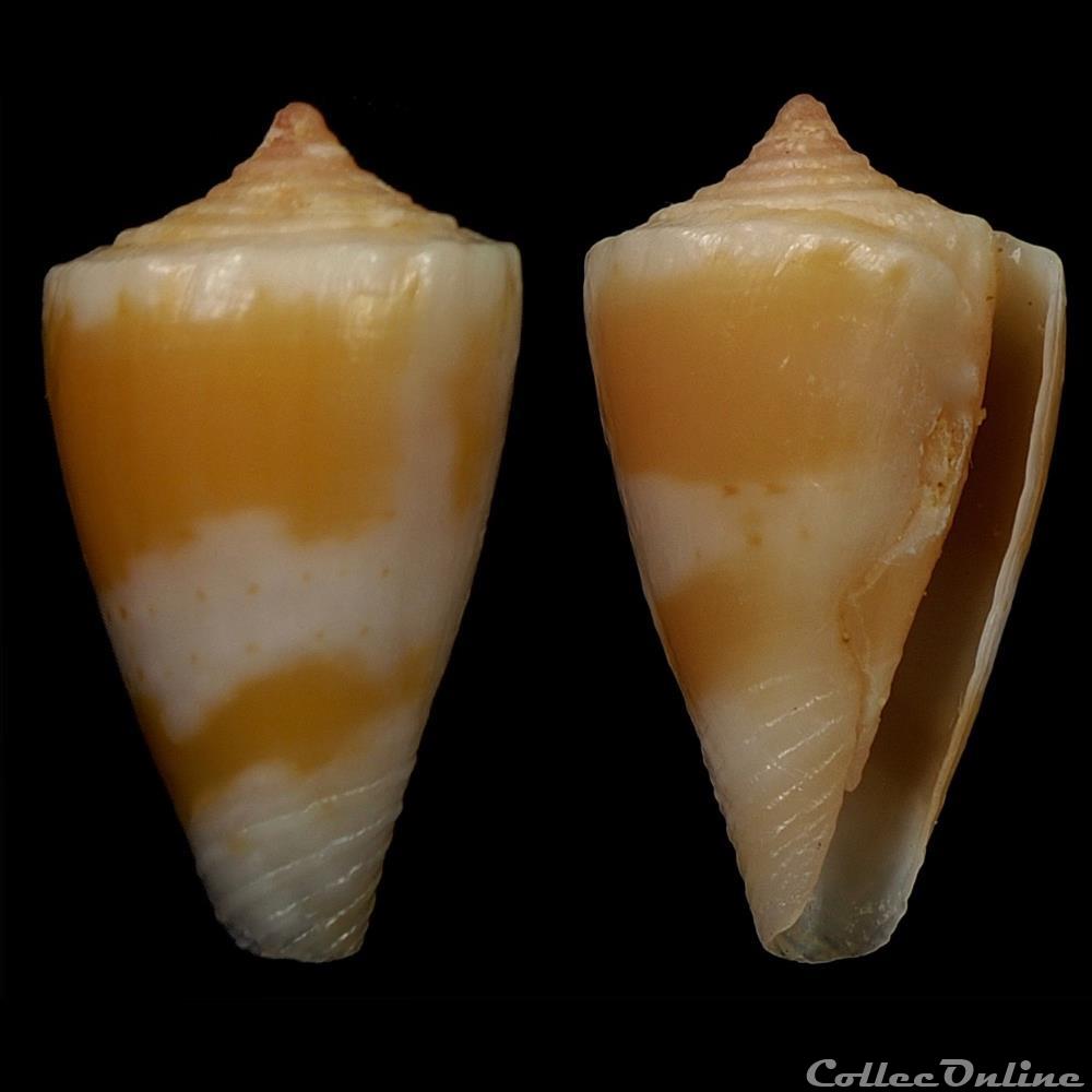 Dauciconus (Purpuriconus) magellanicus (Hwass, 1792) coquillage fossile gastropodum dauciconus purpuriconus magellanicus hwass 1792