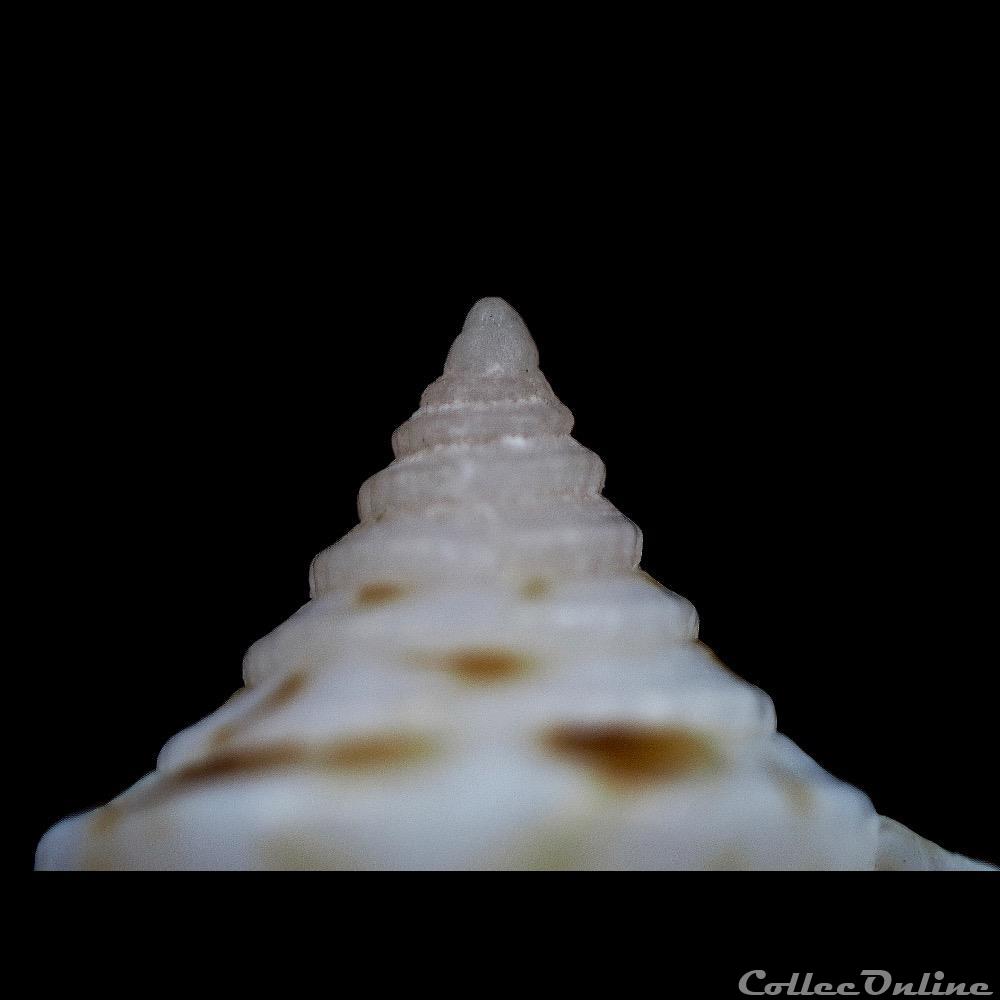 coquillage fossile gastropodum kioconus nitidoconus ruthae monnier limpalaer 2013