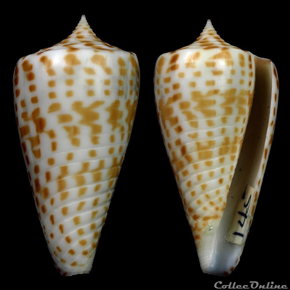 Phasmoconus (Phasmoconus) adenensis (Smith, 1891) coquillage fossile gastropodum phasmoconus phasmoconus adenensis smith 1891