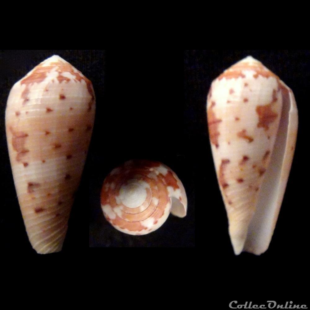 Pionoconus circumcisus (Born, 1778) - Shells & Fossils - Gastropoda