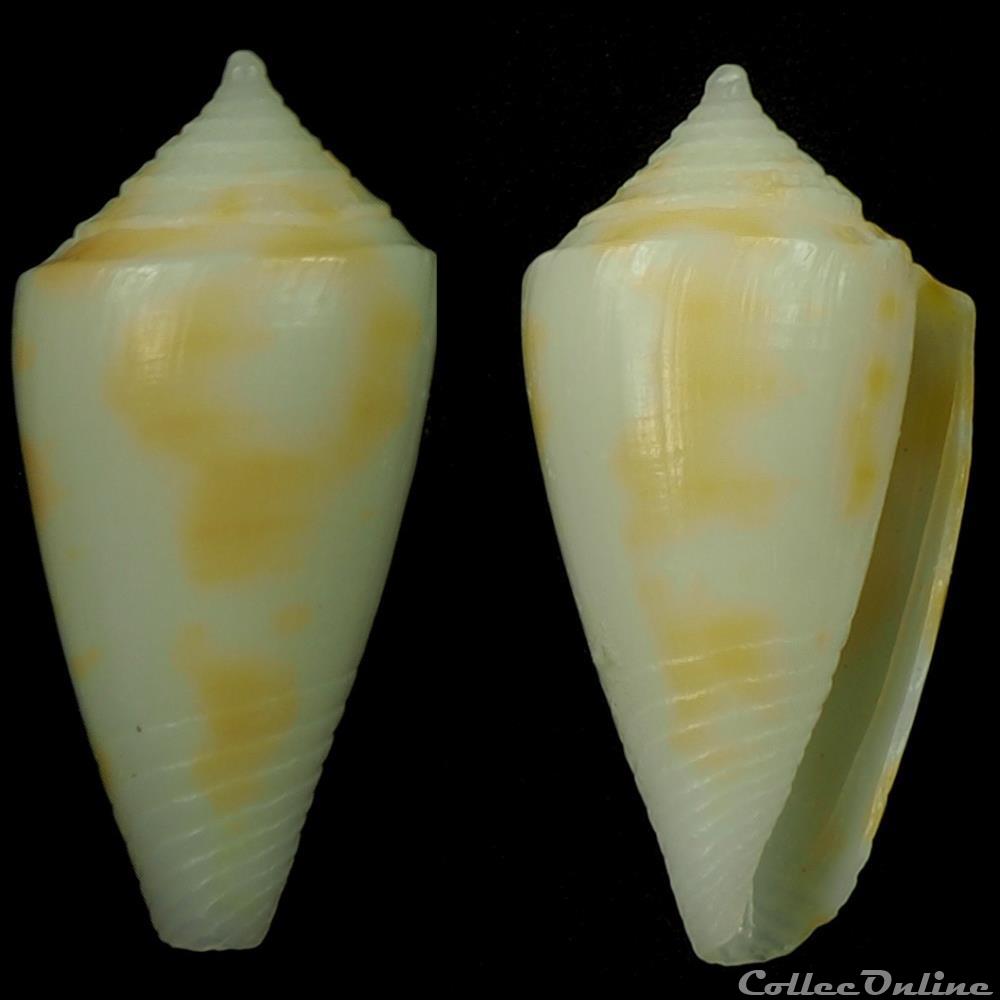 coquillage fossile gastropodum dauciconus dauciconus flavescens sowerby i 1834