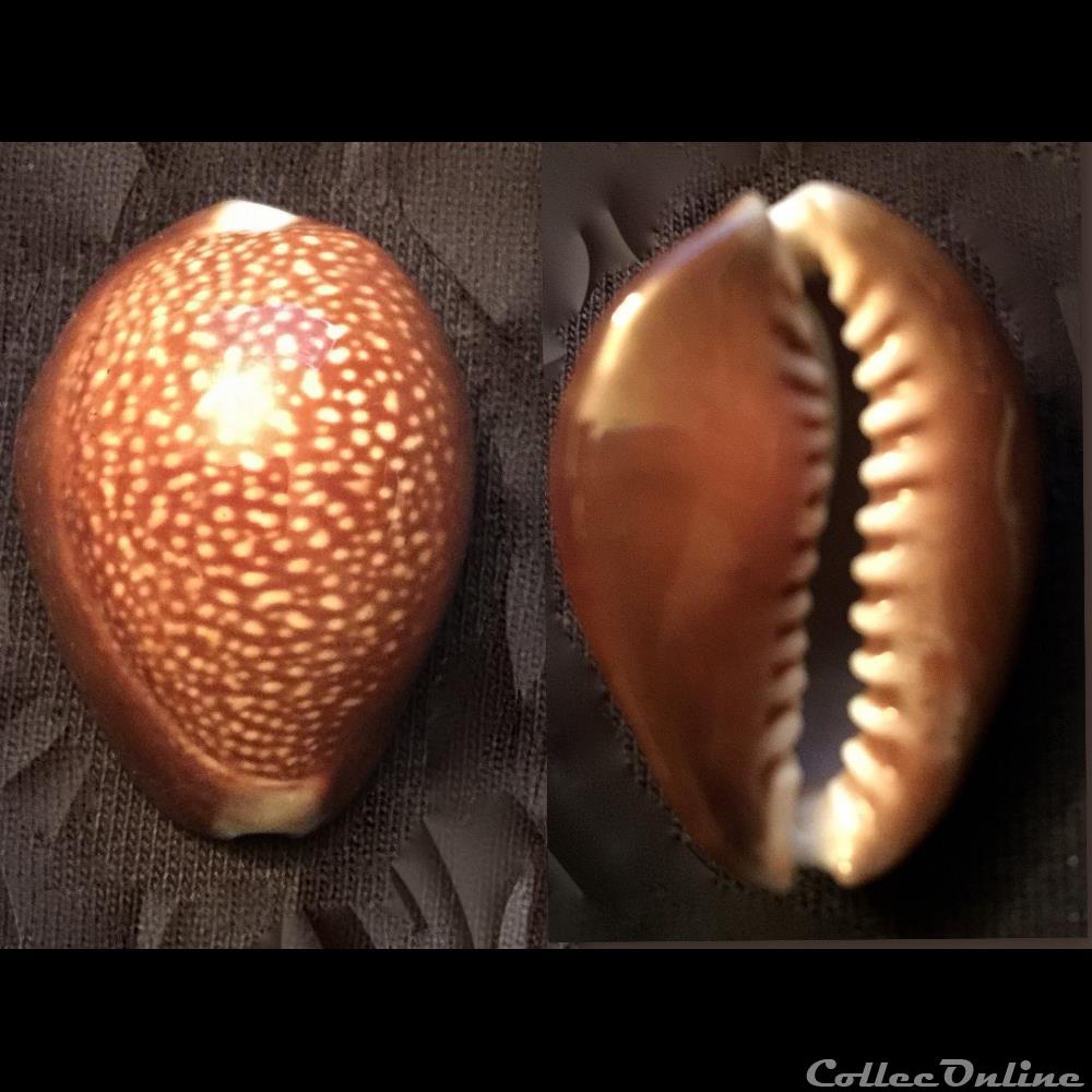 Monetaria caputdraconis (Melvill, 1888) coquillage fossile gastropodum monetaria caputdraconis melvill 1888