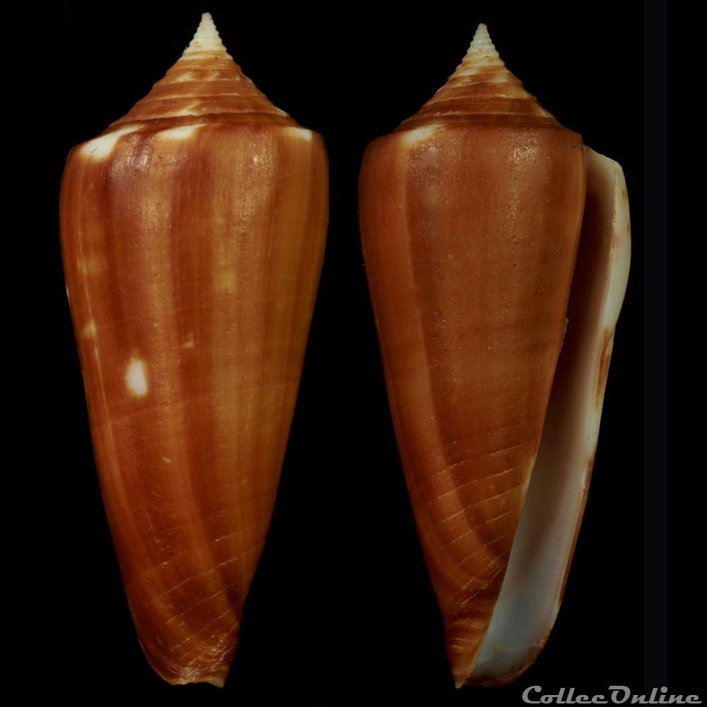 Phasmoconus (Phasmoconus) colorovariegatus (Kosuge, 1981) coquillage fossile gastropodum phasmoconus phasmoconus colorovariegatus kosuge 1981