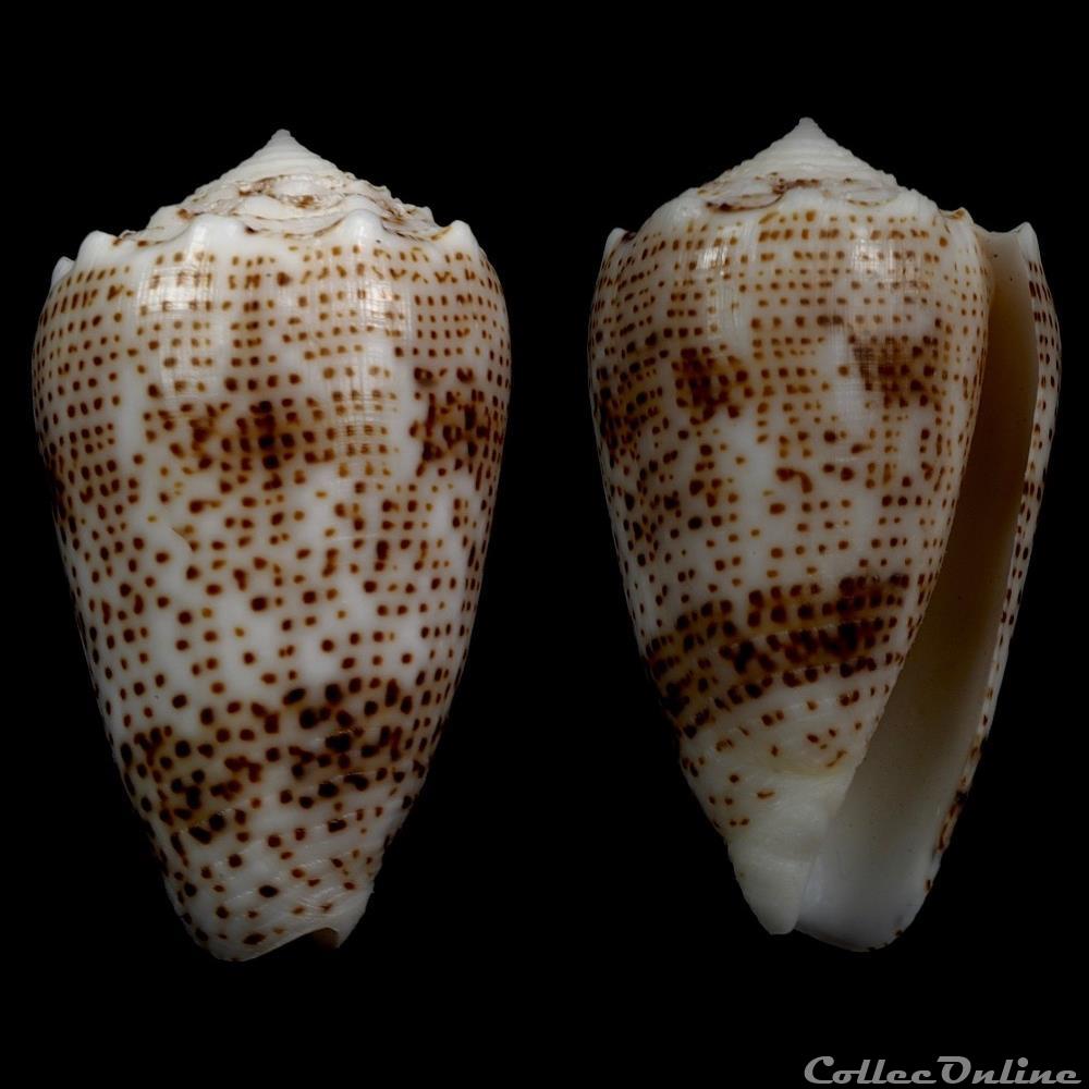 Puncticulis arenatus bizona (Coomans, Moolenbeck &, Wils, 1981) coquillage fossile gastropodum puncticulis arenatus bizona coomans moolenbeck wils 1981