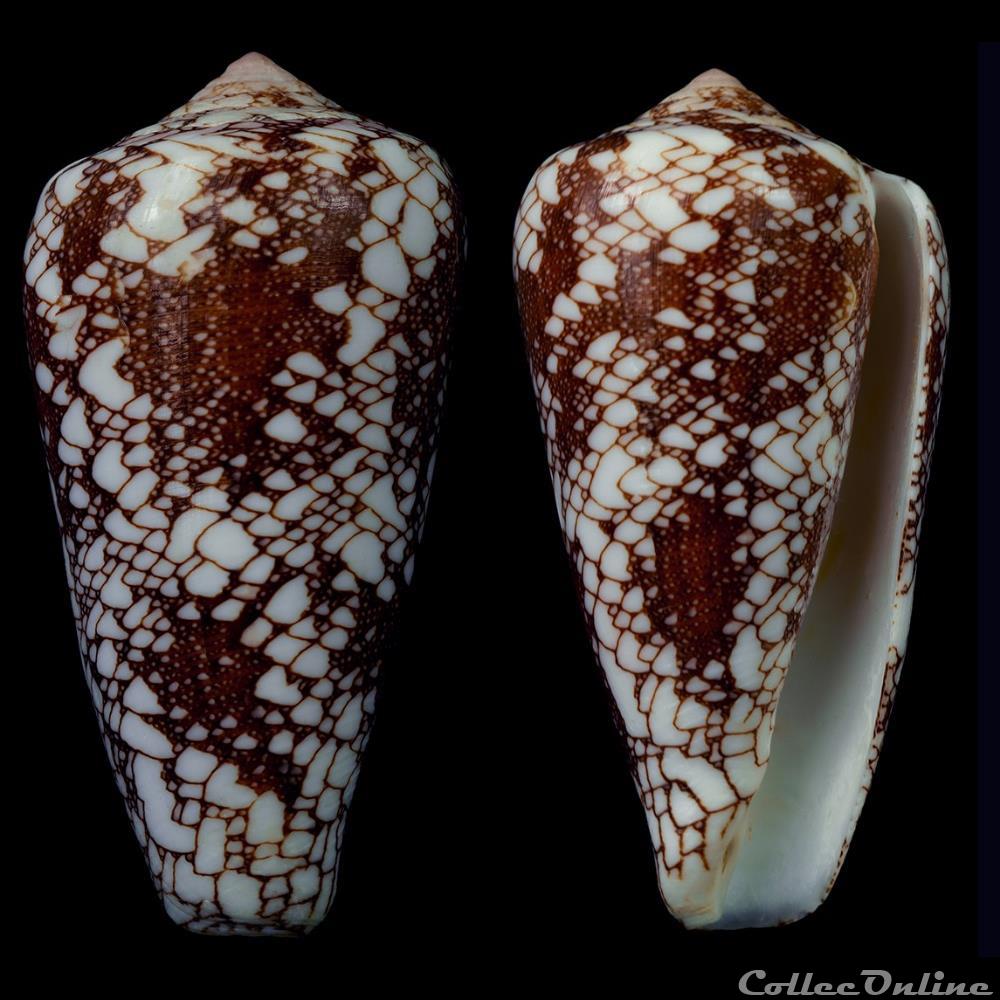 Darioconus pennaceus pennaceus (Born, 1778) coquillage fossile gastropodum darioconus pennaceus pennaceus born 1778