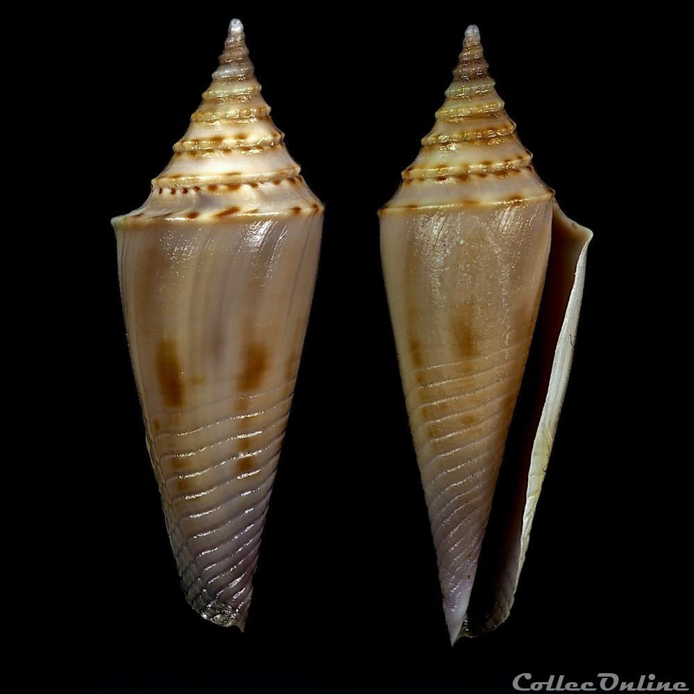 Fusiconus (Fusiconus) ramalhoi (Coomans, Moolenbeek & Wils, 1986) coquillage fossile gastropodum fusiconus fusiconus ramalhoi coomans moolenbeek wils 1986