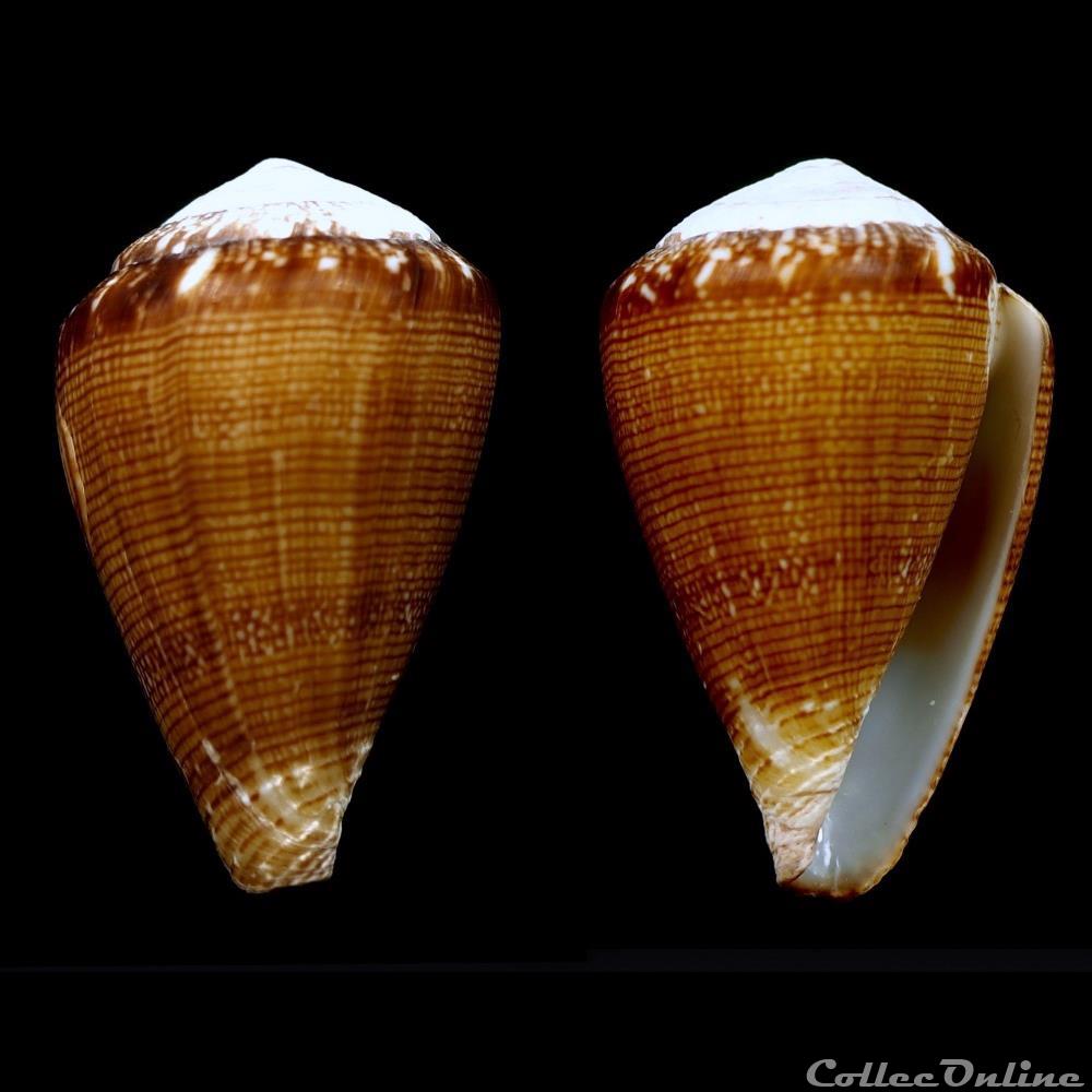 Lautoconus (Africonus) condei (Afonso & Monteiro, 2014) coquillage fossile gastropodum lautoconus africonus condei afonso monteiro 2014