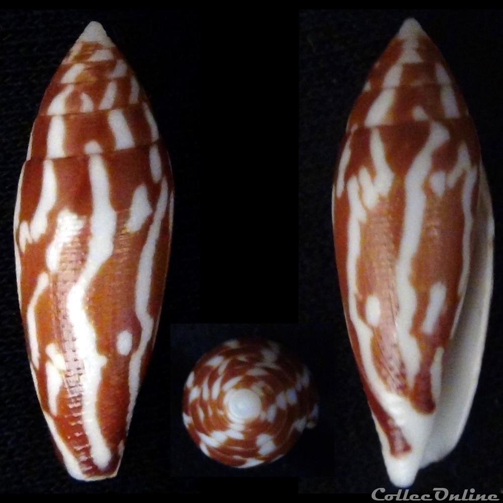 Mitraconus cylindraceus (Broderip & Sowerby I, 1830) coquillage fossile gastropodum mitraconus cylindraceus broderip sowerby i 1830