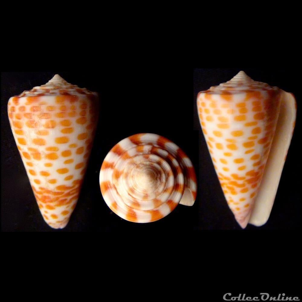 Tesseliconus tessulatus (Born, 1778) coquillage fossile gastropodum tesseliconus tessulatus born 1778