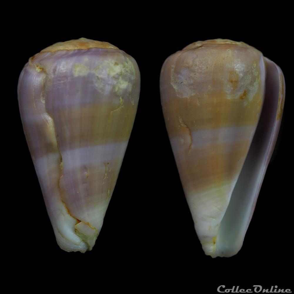 Lautoconus (Pseudonoduloconus) carnalis (Sowerby III, 1879) coquillage fossile gastropodum lautoconus pseudonoduloconus carnalis sowerby iii 1879