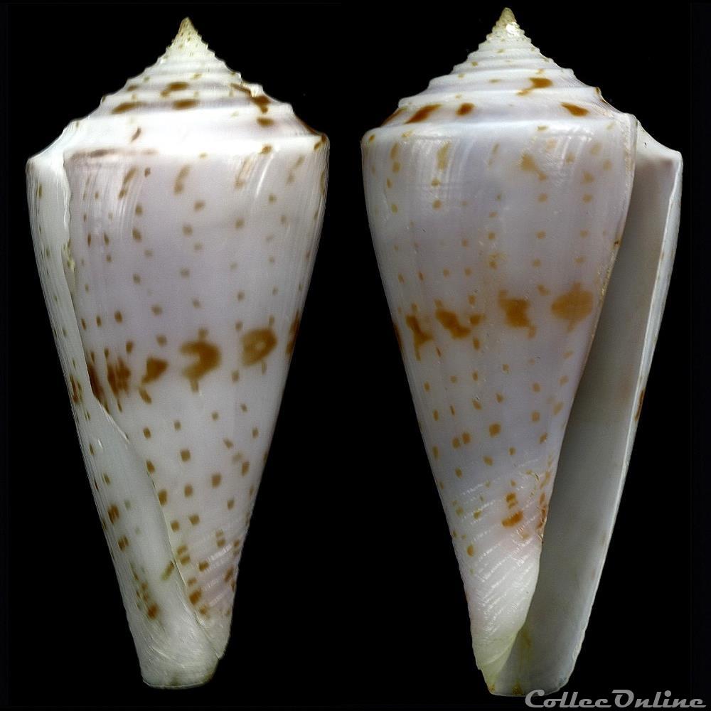 Endemoconus ione (Fulton, 1938) coquillage fossile gastropodum endemoconus ione fulton 1938