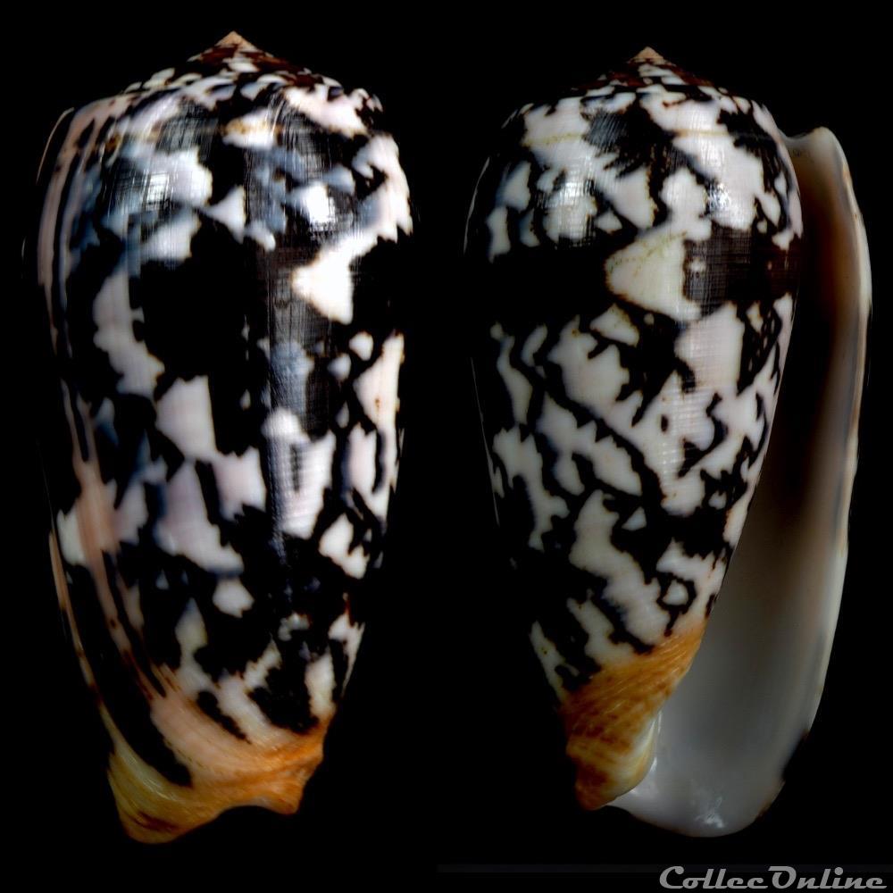 Lividoconus (Calamiconus) quercinus (Hwass in Bruguière, 1792) coquillage fossile gastropodum lividoconus calamiconus quercinus hwass in bruguiere 1792
