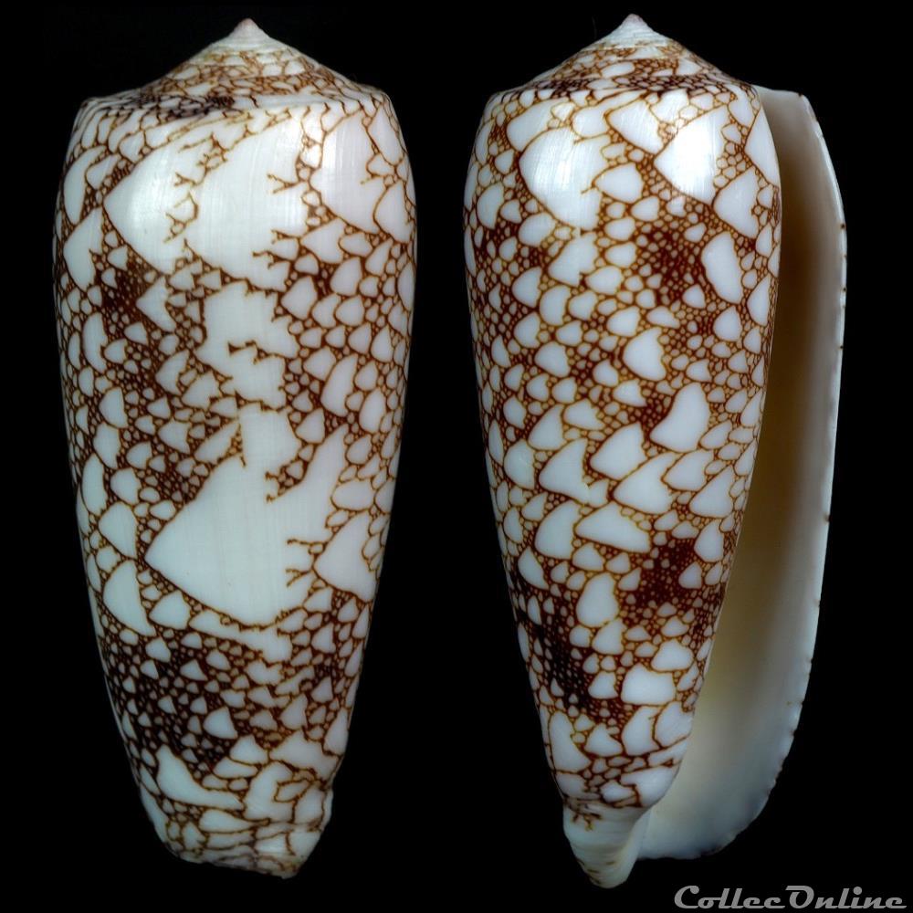 Darioconus omaria f. convolutus (Hwass in Bruguière, 1792) coquillage fossile gastropodum darioconus omaria f convolutus hwass in bruguiere 1792