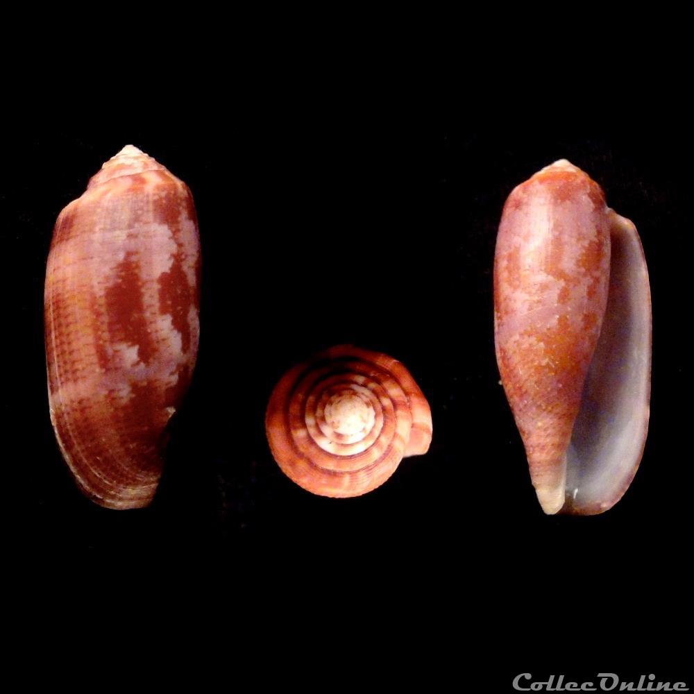 Gastridium obscurum (Sowerby I & II, 1833) coquillage fossile gastropodum gastridium obscurum sowerby i ii 1833