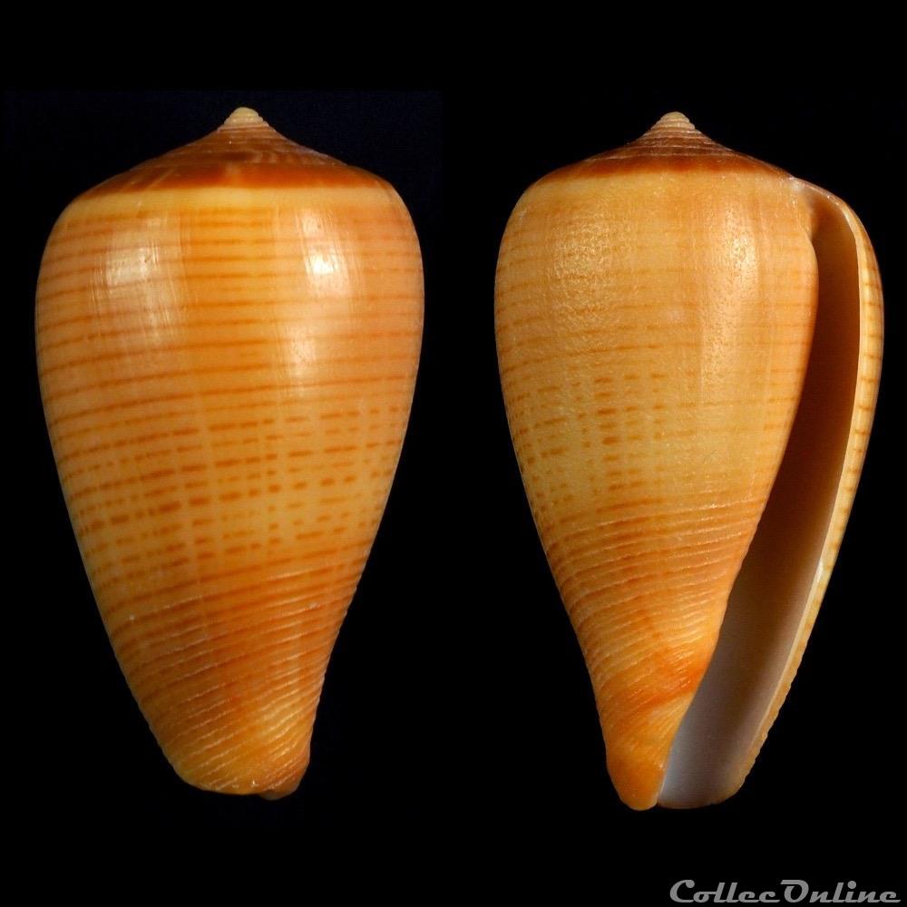 Dendroconus deprehendens (Prelle, 2009) coquillage fossile gastropodum dendroconus deprehendens prelle 2009